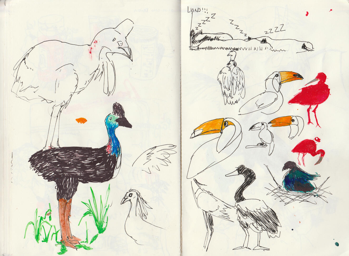 my trip to paignton zoo