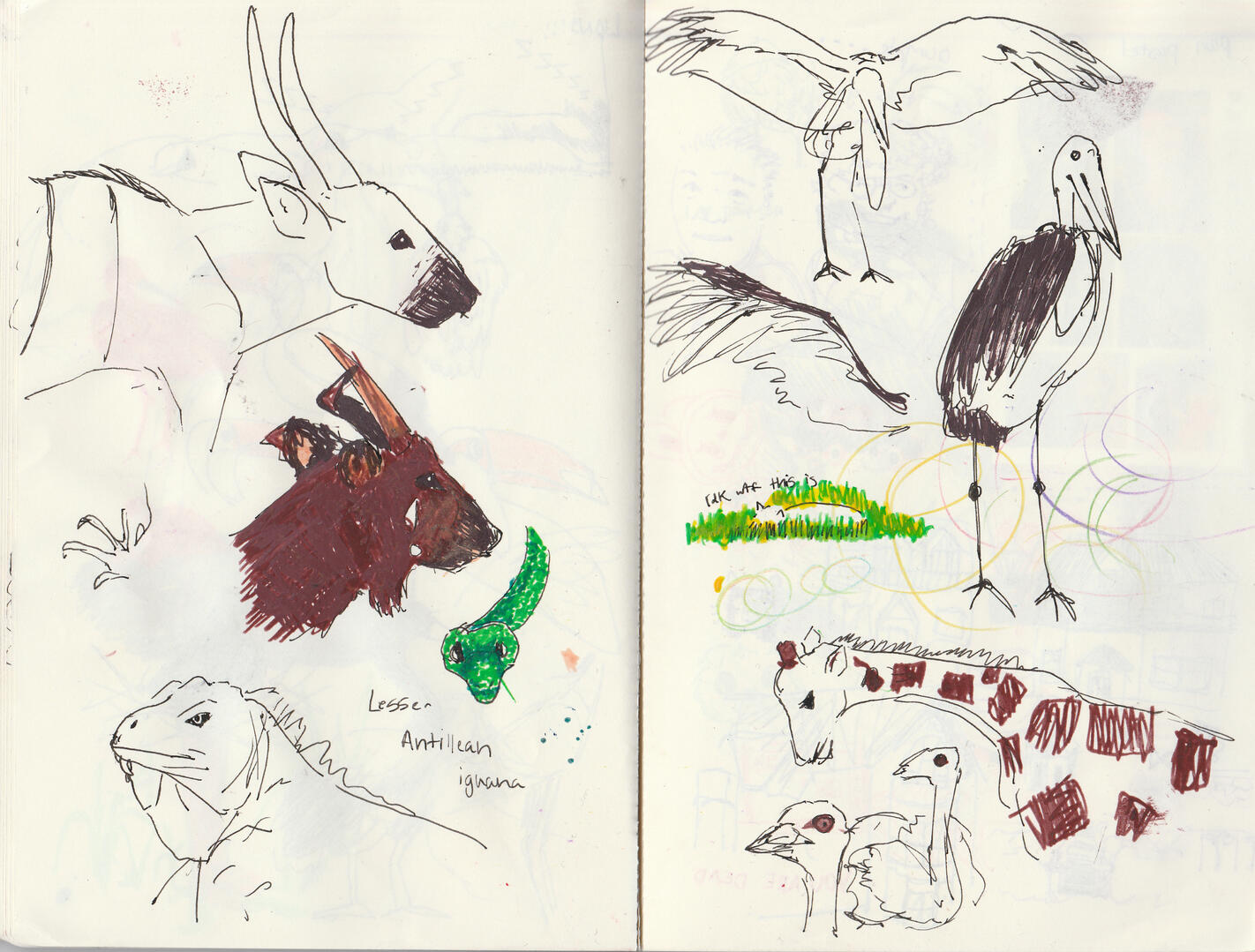 my trip to paignton zoo